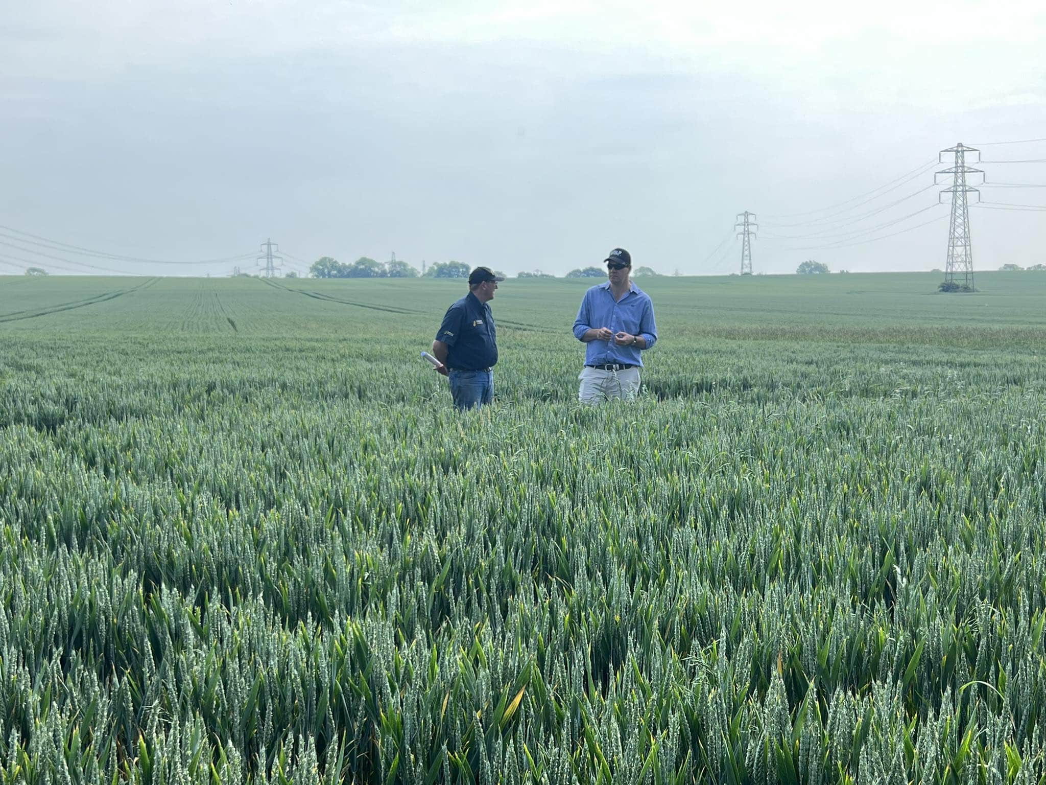 Farmers in wheat field