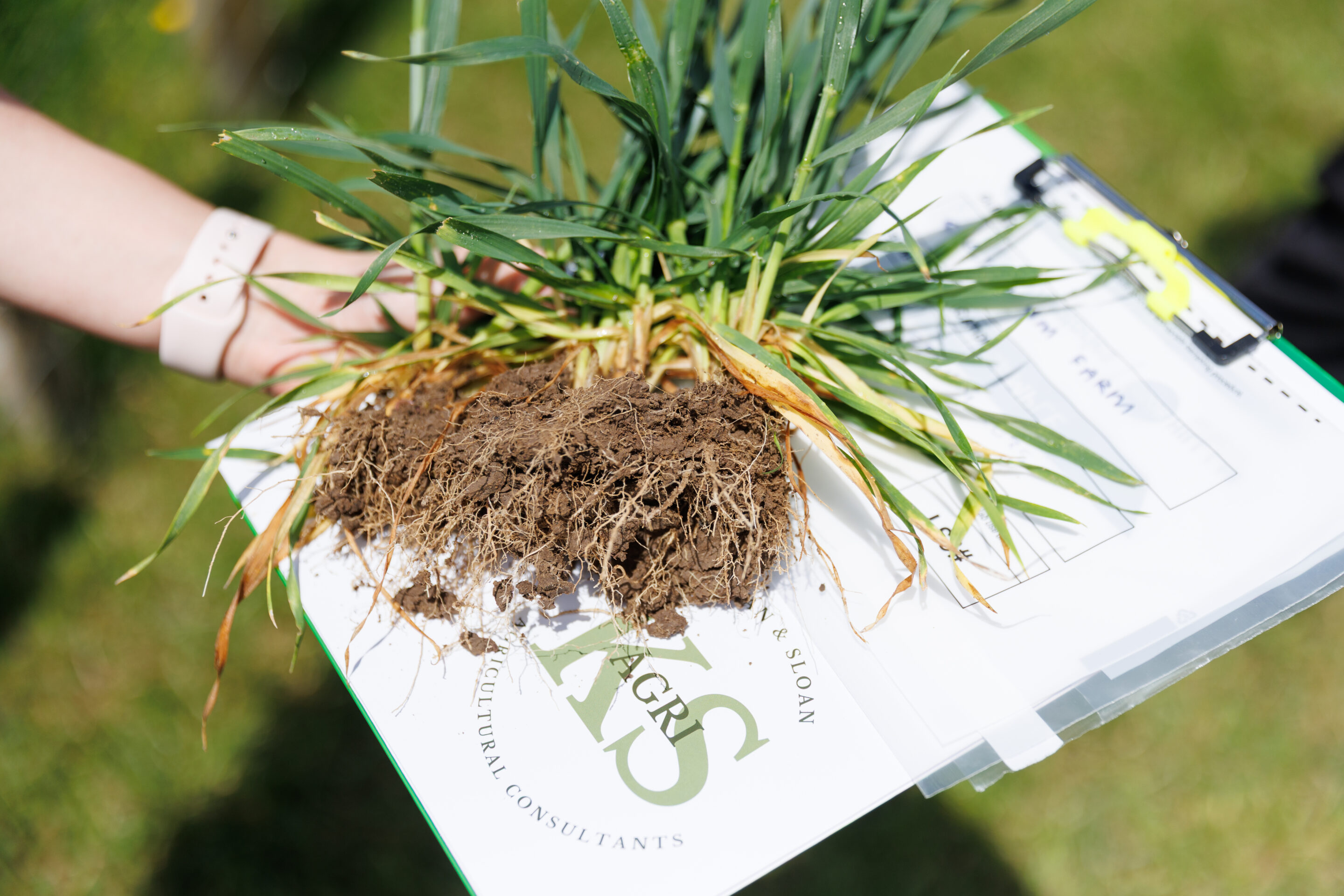 Farmers in wheat field
