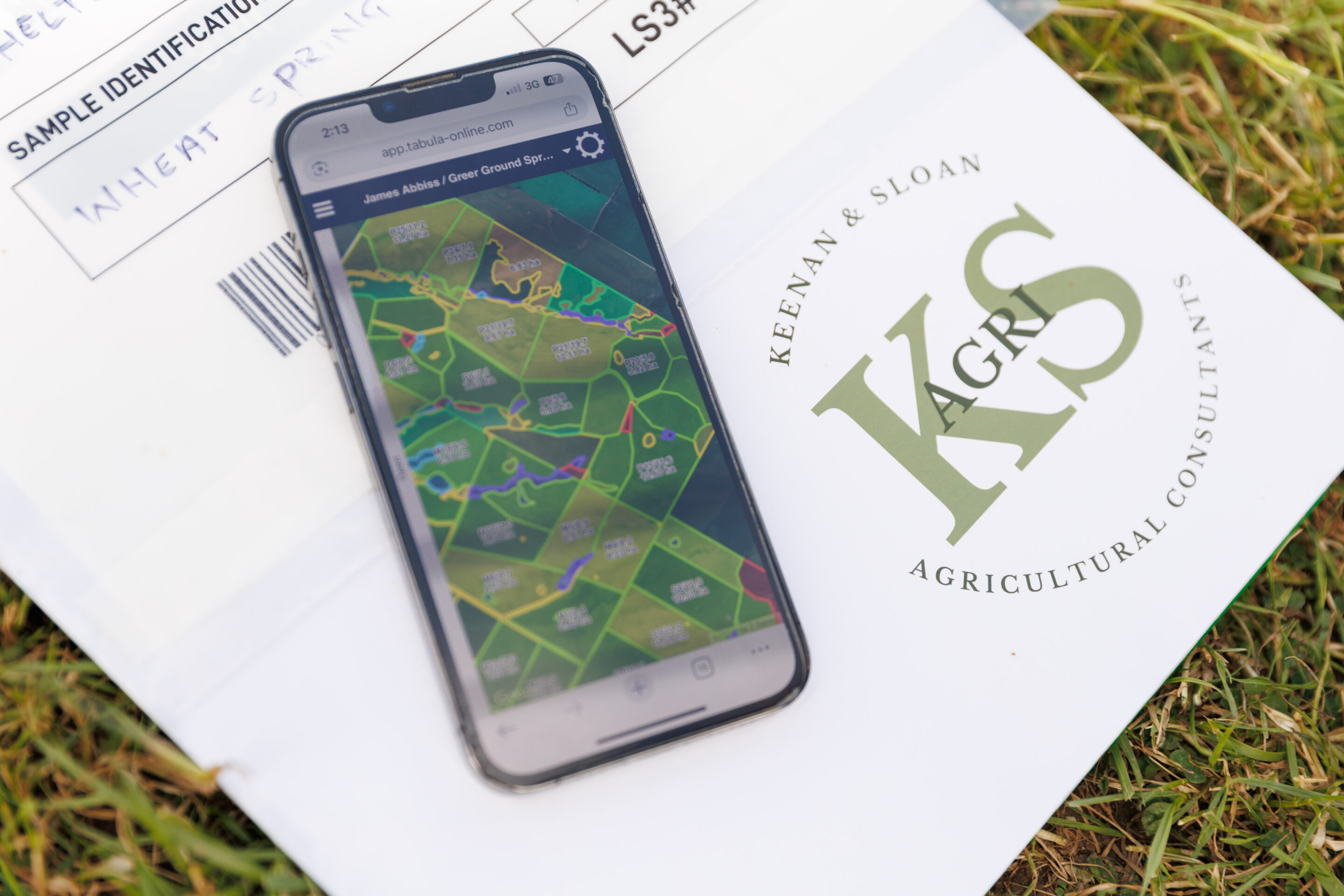 Sheep in high country